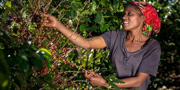 Nespresso Launches 'Reviving Origins' Programme To Assist Coffee Farmers