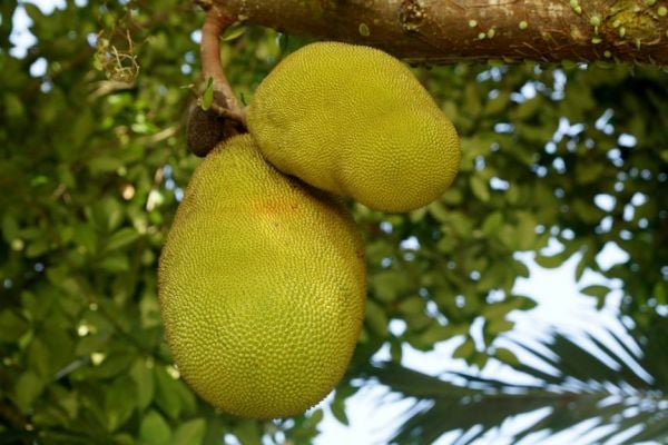 Jack Of All Trades: Why Retailers Need To Take Note Of Jackfruit