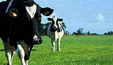 Lidl Belgium To Switch To Pasture Milk In Summer