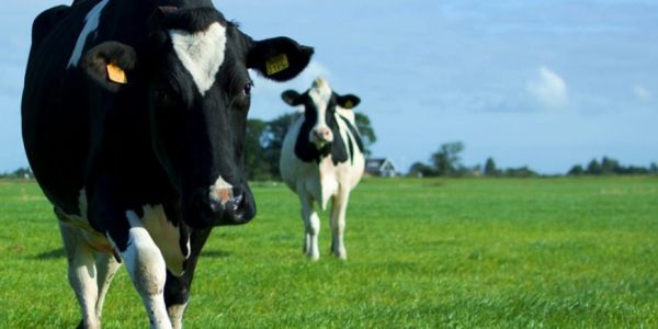 Lidl Belgium To Switch To Pasture Milk In Summer