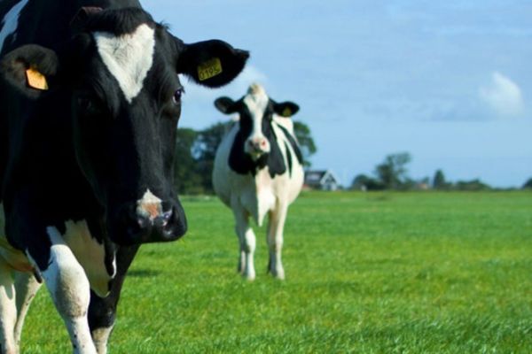 Lidl Belgium To Switch To Pasture Milk In Summer