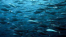 MSC To Suspend Certification Of Atlanto-Scandian Herring And Blue Whiting Fisheries