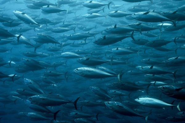 MSC To Suspend Certification Of Atlanto-Scandian Herring And Blue Whiting Fisheries