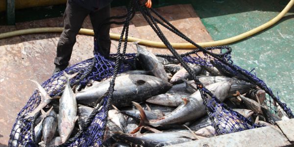 Global Commercial Fishing Falls 6.5% To End-April Due To Coronavirus