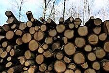 Firms Falling Short On Transparency Over Deforestation, Report Claims