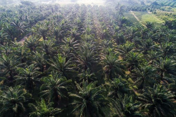 Indonesia Tells Some Jakarta Supermarkets To Remove 'Palm Oil-Free' Products