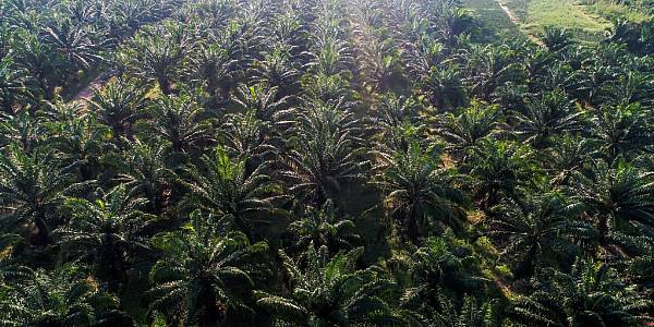 Indonesia Tells Some Jakarta Supermarkets To Remove 'Palm Oil-Free' Products