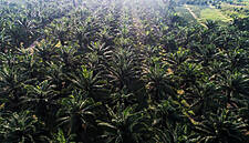 Should Palm Oil Be Shunned Or Is Sustainability The Solution? Analysis