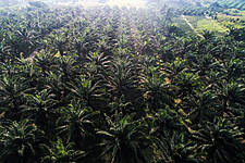 Indonesia Tells Some Jakarta Supermarkets To Remove 'Palm Oil-Free' Products