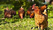 China Suspends Poultry Imports From Second US Plant Over COVID-19