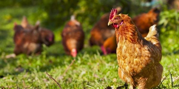 Chicken Culling, Disposal Raise Concern As Bird Flu Spreads