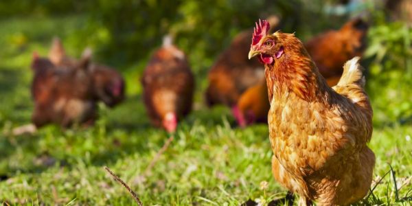 China Approves Imports Of Live Poultry From US