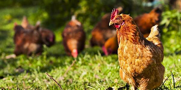 French Poultry Firm LDC Sees Sales Up 8.4% In First Half