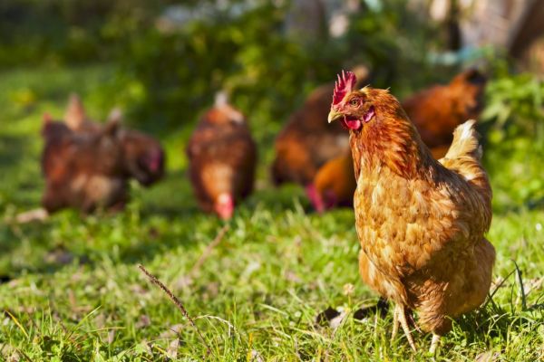 Chicken Culling, Disposal Raise Concern As Bird Flu Spreads