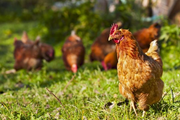 China Approves Imports Of Live Poultry From US
