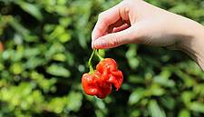 Tesco To Launch Super-Hot 'Armageddon' Chilli Pepper