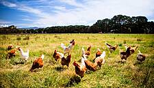 Czech Poultry Markets, Outside Flocks Banned Over Bird Flu