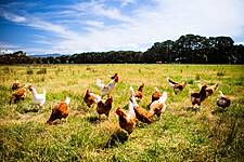 Carrefour Polska Ceases Sales Of Private-Label 'Caged' Eggs