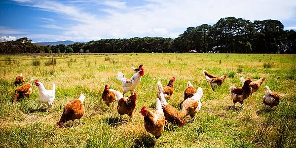 Czech Poultry Markets, Outside Flocks Banned Over Bird Flu