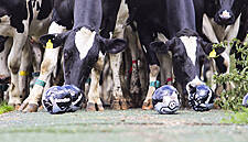Waitrose Develops 'Cow Tracks' Using Artificial Grass From Sporting Bodies