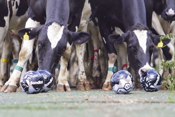 Waitrose Develops 'Cow Tracks' Using Artificial Grass From Sporting Bodies