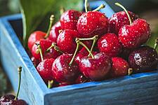 Cherry Harvest Declines In Germany In 2021: Destatis