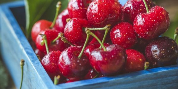 Cherry Harvest Declines In Germany In 2021: Destatis