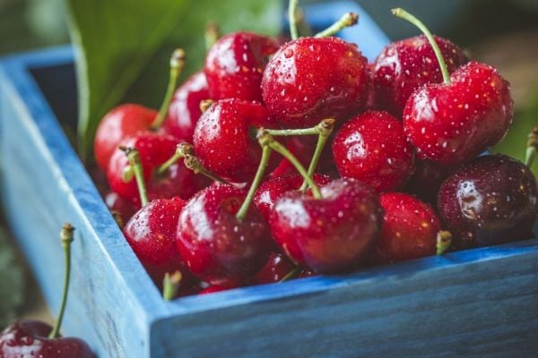 Cherry Harvest Declines In Germany In 2021: Destatis