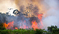 CGF Reiterates Commitment To 'Forest Positive' Future As Amazon Burns