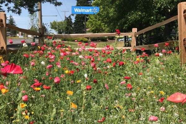 Walmart Sets Up Pollinator Gardens In The US