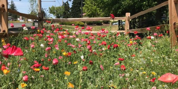 Walmart Sets Up Pollinator Gardens In The US