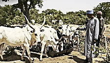 Arla Scales Up Efforts To Develop Sustainable Dairy In Nigeria