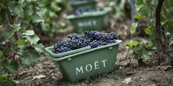 Moët Hennessy And LVMH Group Announce To Partner On Soil Regeneration