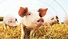 Swine Fever Pushes Chinese Pig Farmers To Record Quarterly Profits