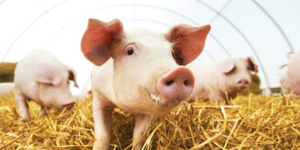 China Pork Crisis Spurs Pig Farms' Return To Cities