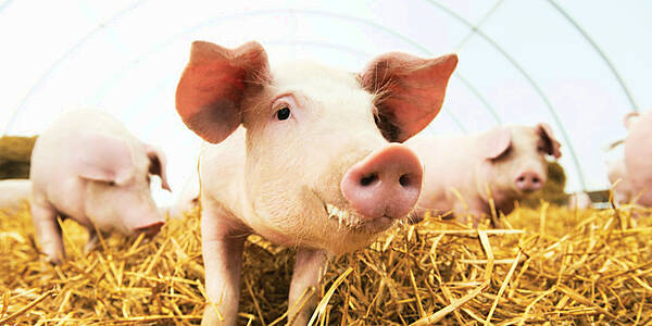 Pig Pandemic Adds To German Pork Sector Pain As Exports Banned