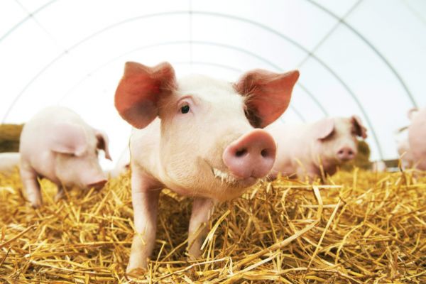China Forecasts Lunar New Year Pork Supplies To Be 30% Higher Than Year Ago