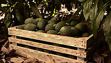 Montosa: A Leading Name In Avocado And Guacamole