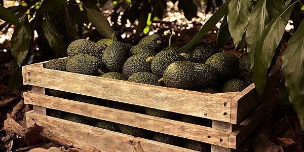 Montosa: A Leading Name In Avocado And Guacamole