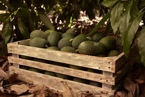 Montosa: A Leading Name In Avocado And Guacamole