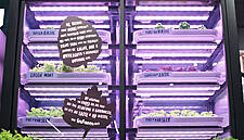 Marks & Spencer Introduces Store-Grown Herbs In London Outlet
