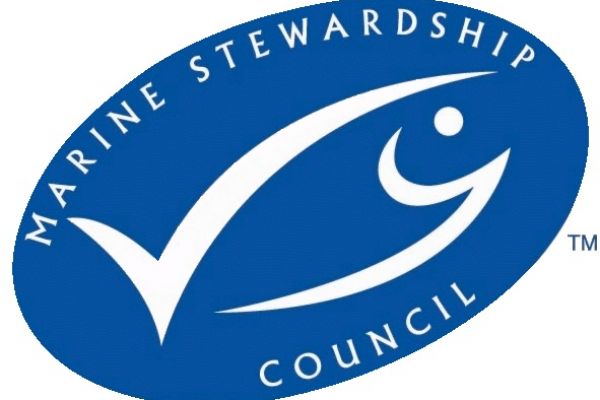 North Sea Cod To Lose Sustainability Certification: MSC
