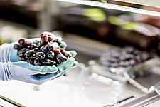 MSC Loads Its First Shipment Of Grapes From Spain To Vietnam