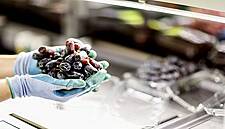 MSC Loads Its First Shipment Of Grapes From Spain To Vietnam