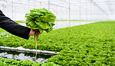 Albert Heijn Introduces Lettuce Grown On Water