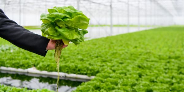 Wastewater Viable For Growing Lettuce In Hydroponic Systems, New Research Shows