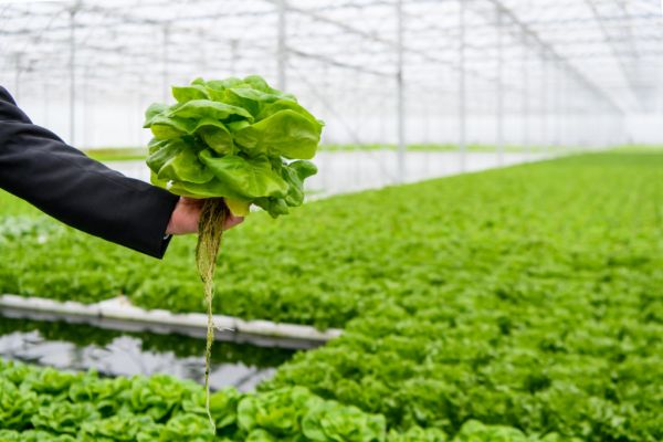 Albert Heijn Introduces Lettuce Grown On Water