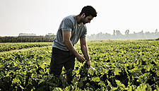 Despar Italia Launches 100% Italian Sugar Brand