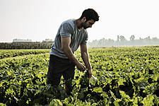 Despar Italia Launches 100% Italian Sugar Brand