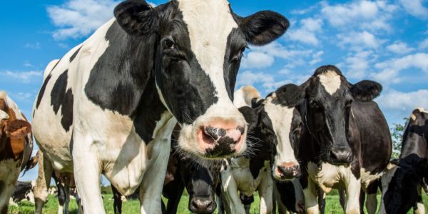 Glanbia Full-Year Results: What The Analysts Said